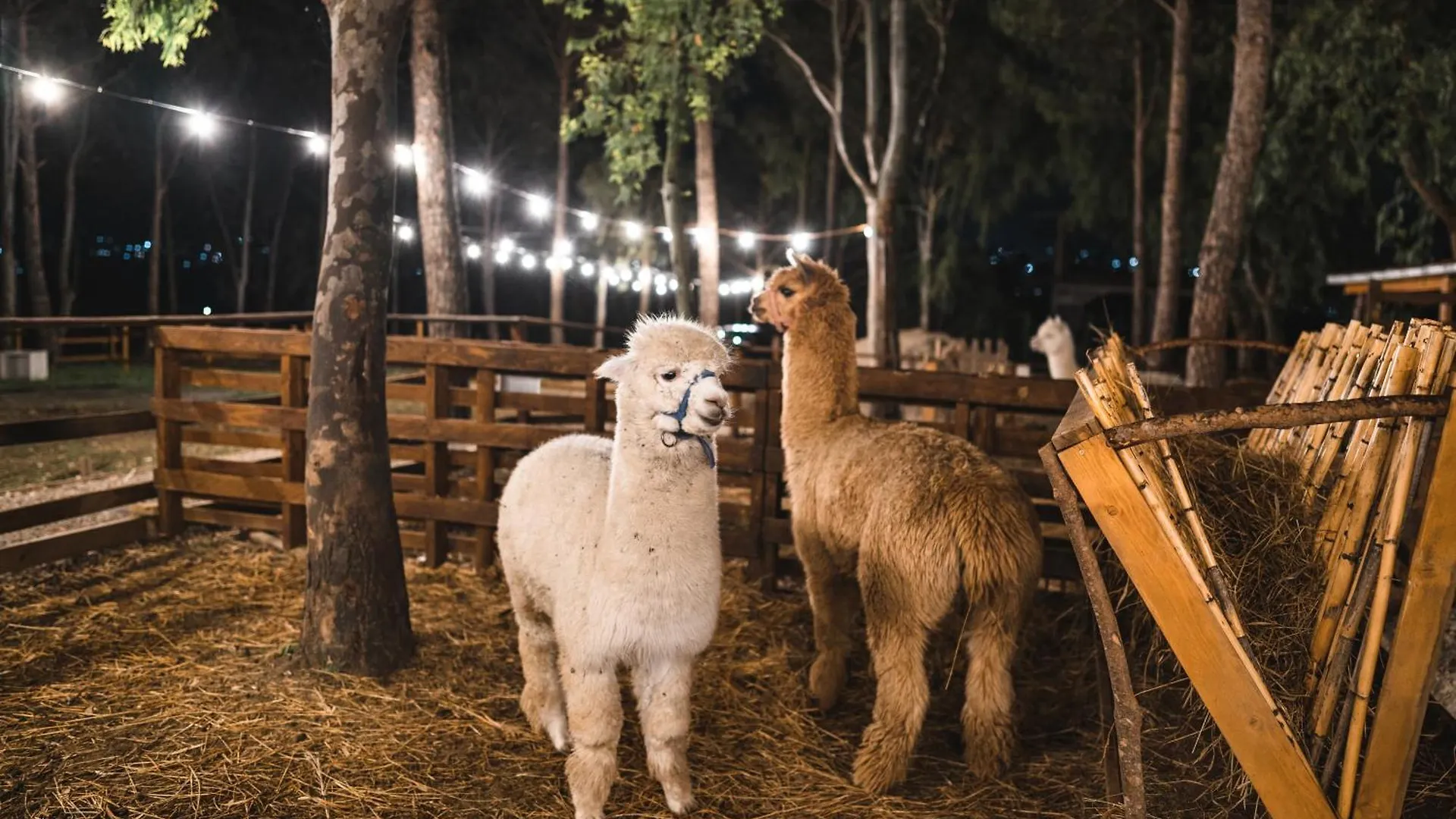 Berenice Glamping Saletto